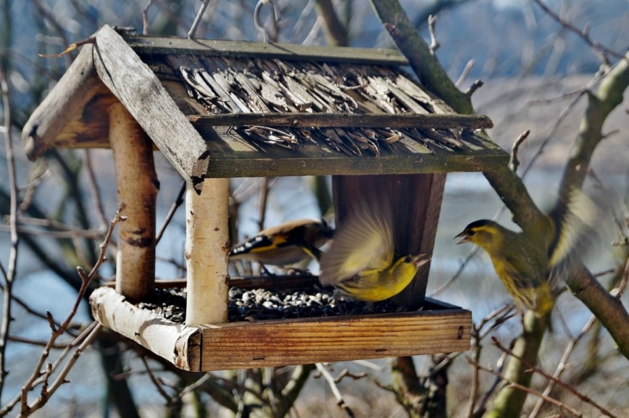 Кормушка для птиц — 120 фото и инструкции по постройке и основные типы комушек