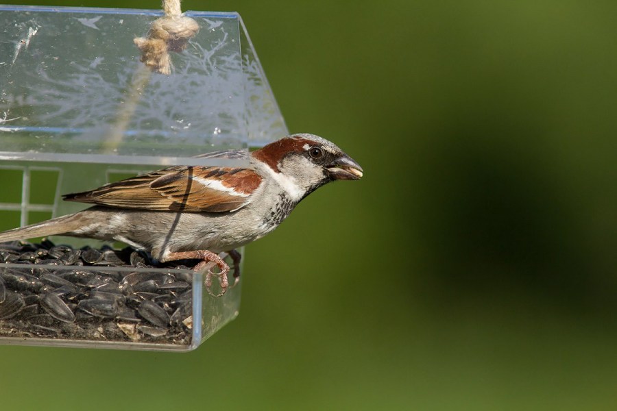 Кормушка для птиц — 120 фото и инструкции по постройке и основные типы комушек
