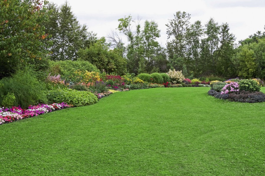 Красивый газон на участке: как уложить идеальный газон своими руками? (100 фото)