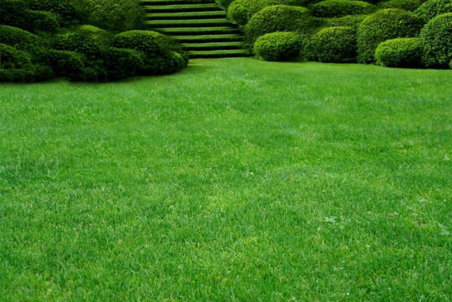Красивый газон на участке: как уложить идеальный газон своими руками? (100 фото)