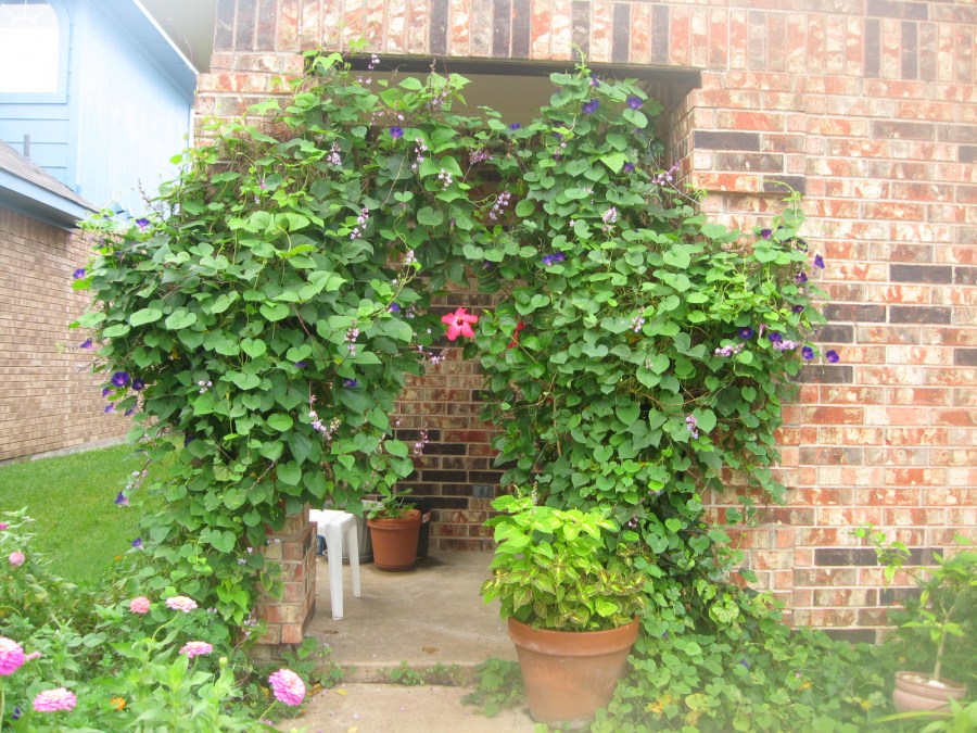 Лианы для сада — многолетние и морозостойкие растения для украшения сада (125 фото)