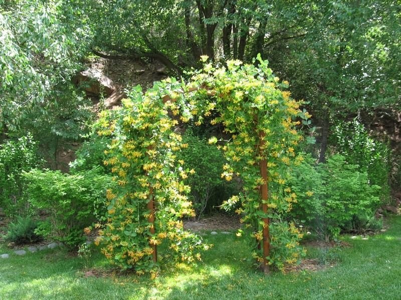 Лианы для сада — многолетние и морозостойкие растения для украшения сада (125 фото)