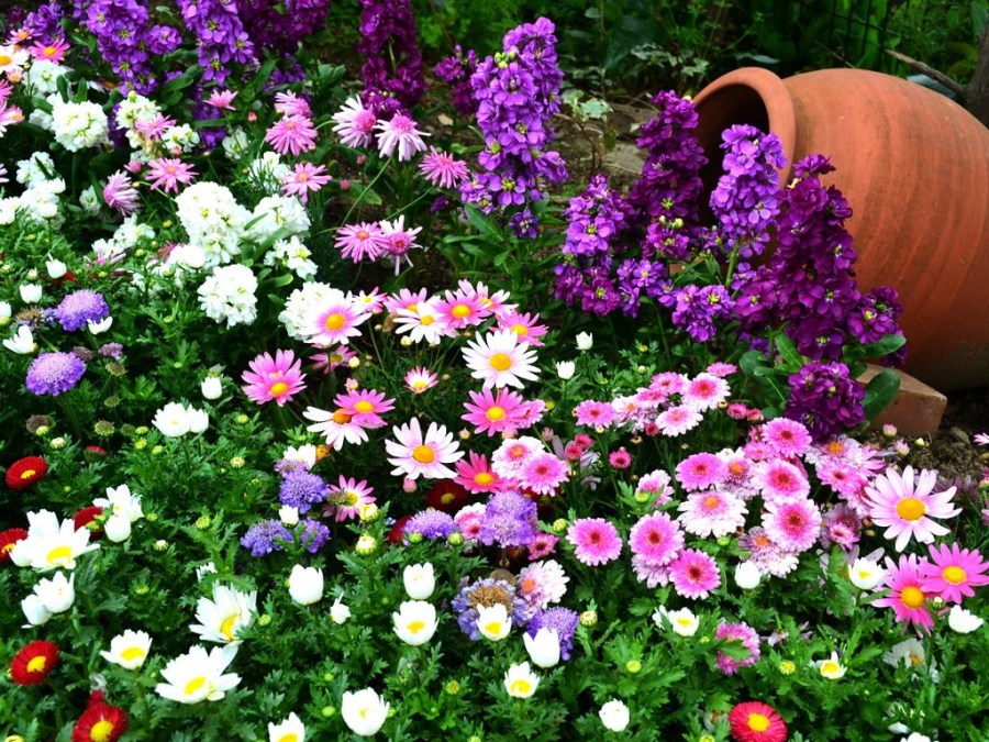 Лучшие цветы для дачи — неприхотливые многолетние растения и уход за ними (105 фото)