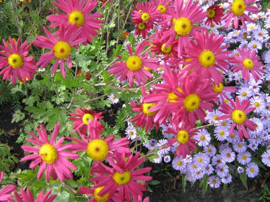 Лучшие цветы для дачи — неприхотливые многолетние растения и уход за ними (105 фото)