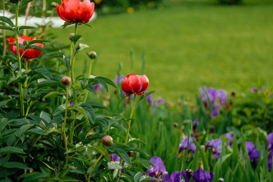 Многолетние цветы — основные сорта, правила посадки, выращивания и ухода (75 фото)