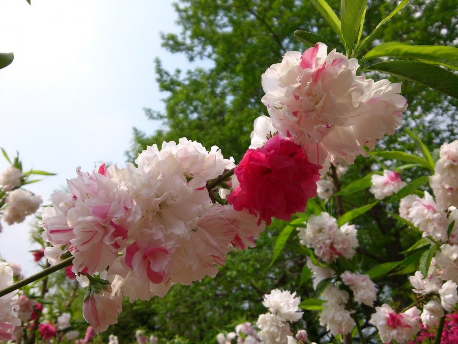 Многолетние цветы — основные сорта, правила посадки, выращивания и ухода (75 фото)