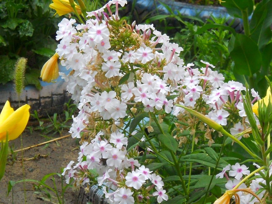 Неприхотливые цветы для сада: советы по подбору красивых растений для новичков (120 фото)