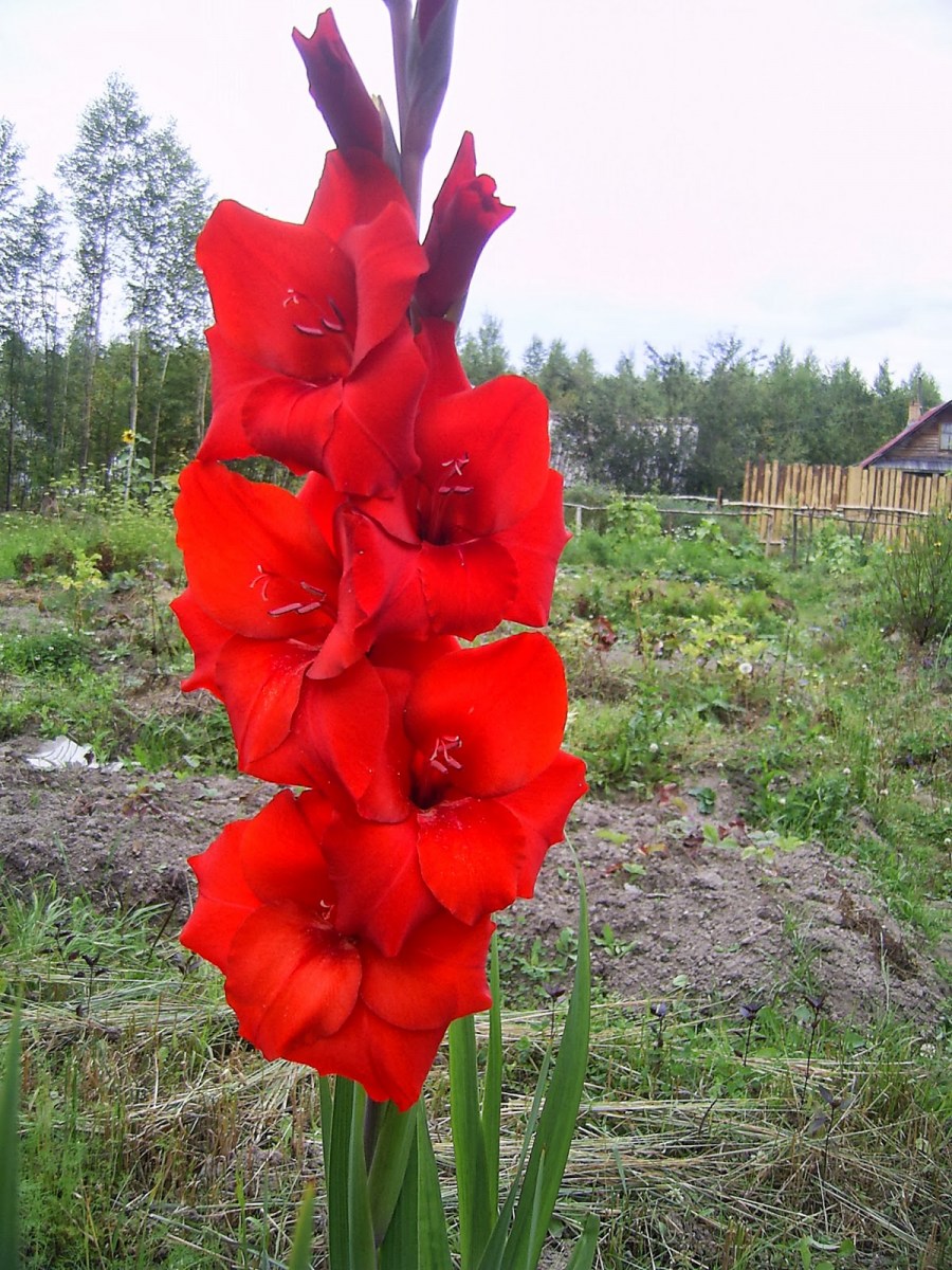 Неприхотливые цветы для сада: советы по подбору красивых растений для новичков (120 фото)