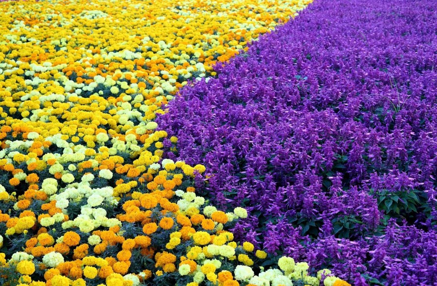 Низкорослые цветы — красивые идеи использования в ландшафтном дизайне (75 фото)