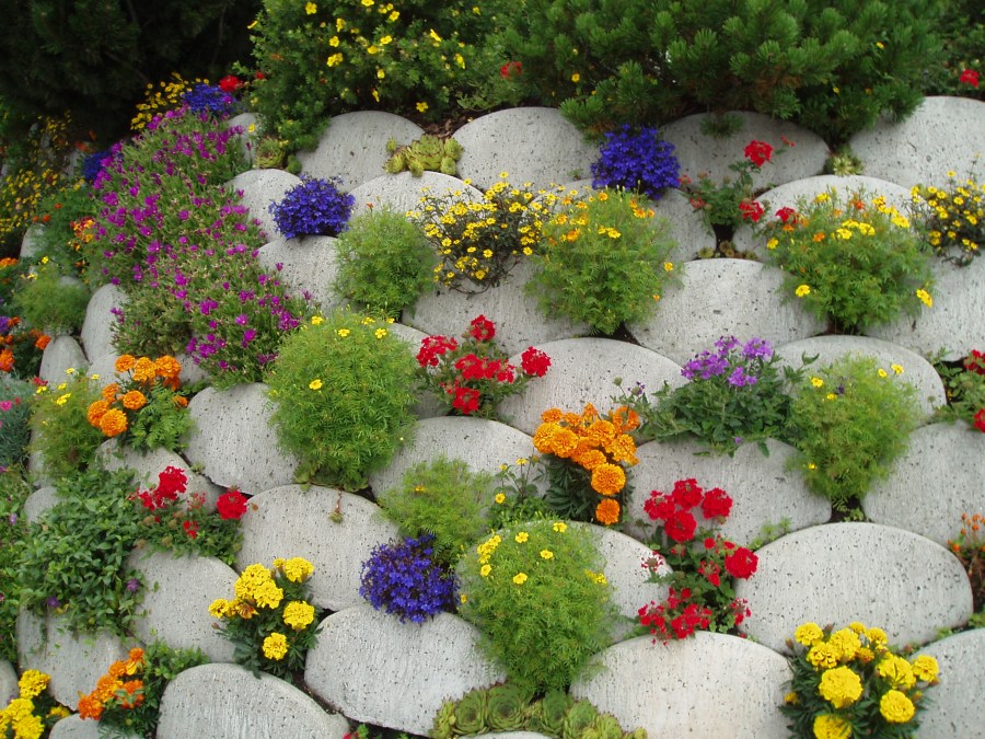 Низкорослые цветы — красивые идеи использования в ландшафтном дизайне (75 фото)