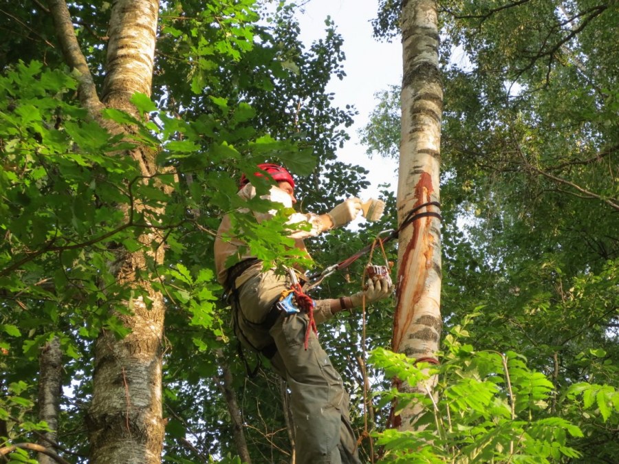 Обработка деревьев — обзор основных стадий и ход работ в зависимости от сезона (110 фото)