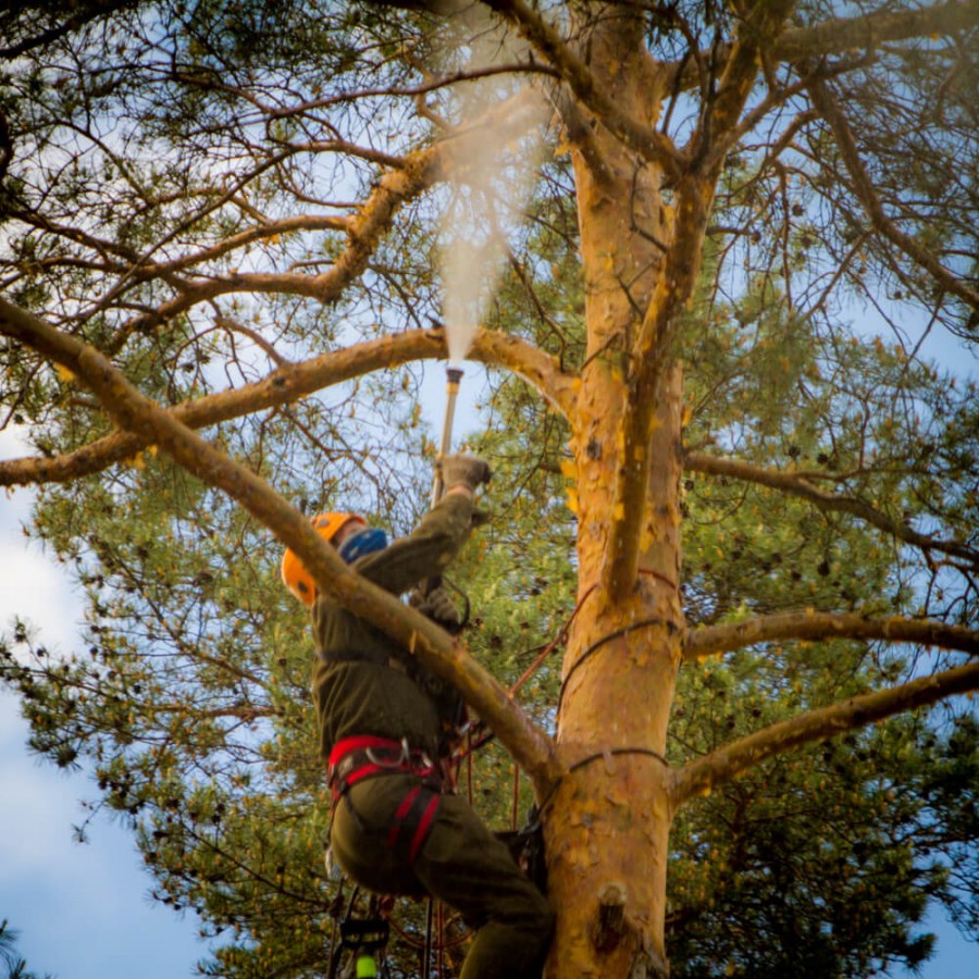Обработка деревьев — обзор основных стадий и ход работ в зависимости от сезона (110 фото)