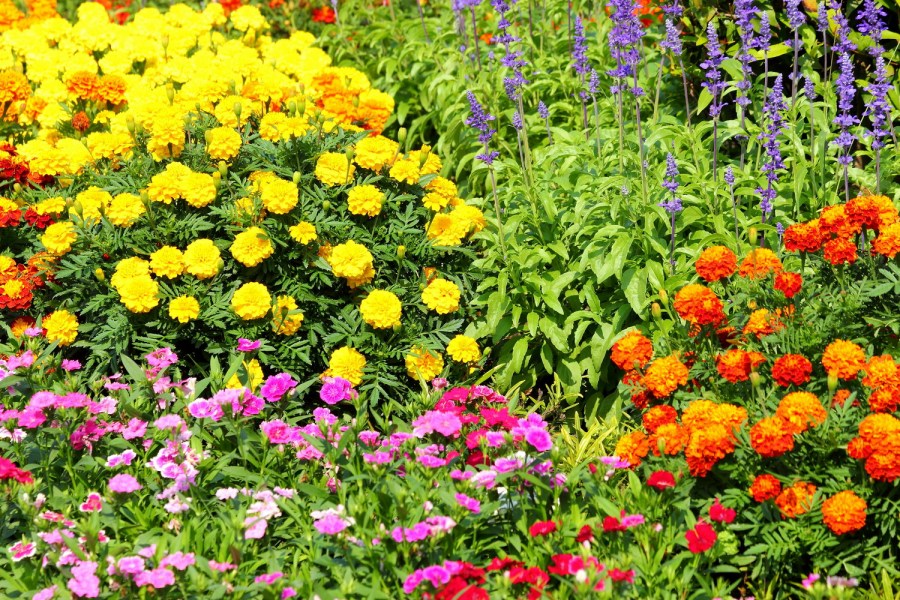 Однолетние цветы — яркие, неприхотливые и цветущие все лето растения (100 фото)