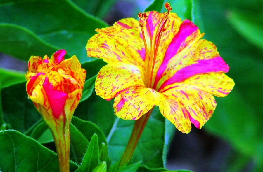 Однолетние цветы — яркие, неприхотливые и цветущие все лето растения (100 фото)