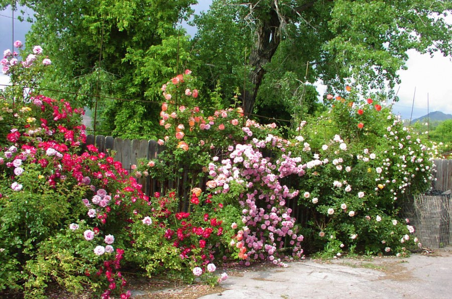 Палисадник — красивые изгороди и их применение в ландшафтном дизайне (115 фото)