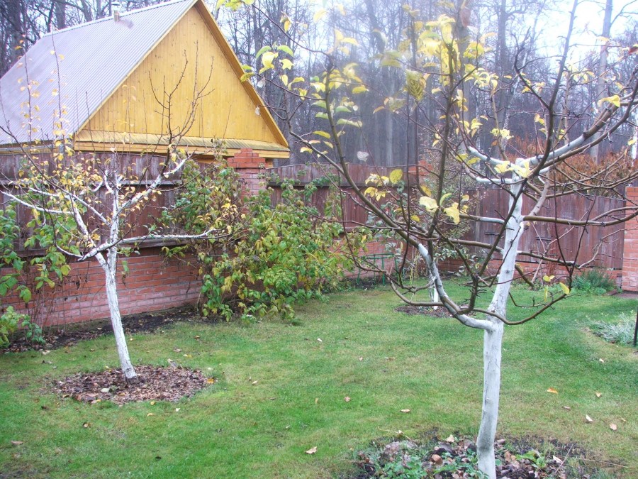 Побелка деревьев — когда и как правильно белить садовые и декоративные деревья (110 фото)