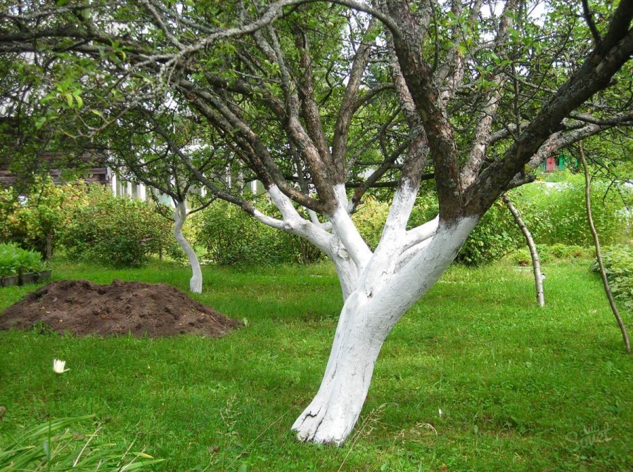 Побелка деревьев — когда и как правильно белить садовые и декоративные деревья (110 фото)