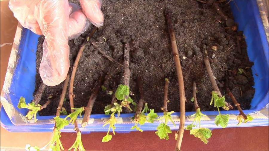 Размножение черной смородины черенками осенью: инструкция и полезные советы