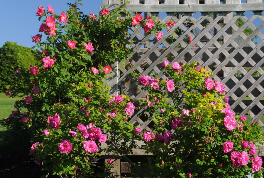 Розарий на даче — схема разбивки разных видов клумб и лучшие сорта для выращивания (70 фото)