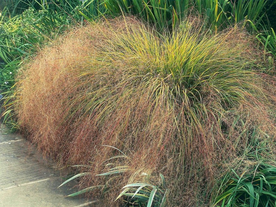 Декоративная трава — применение в ландшафтном дизайне и подбор злаков (95 фото)