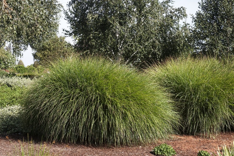 Декоративная трава — применение в ландшафтном дизайне и подбор злаков (95 фото)