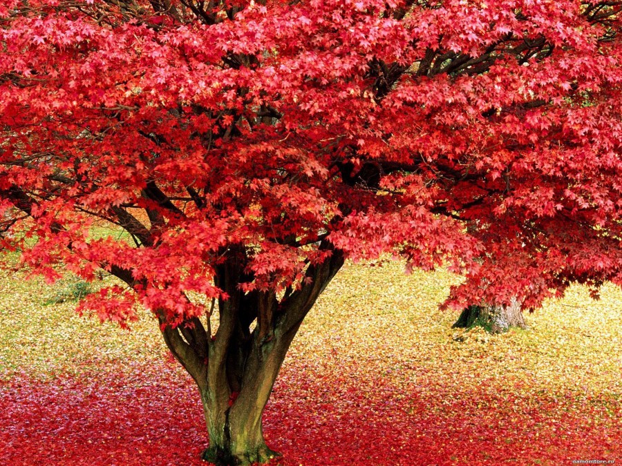 Декоративные кустарники в ландшафтном дизайне цветущие осенью