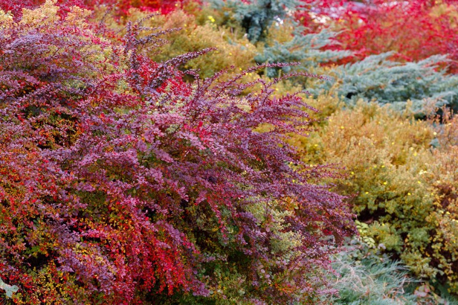 Декоративные кустарники в ландшафтном дизайне цветущие осенью