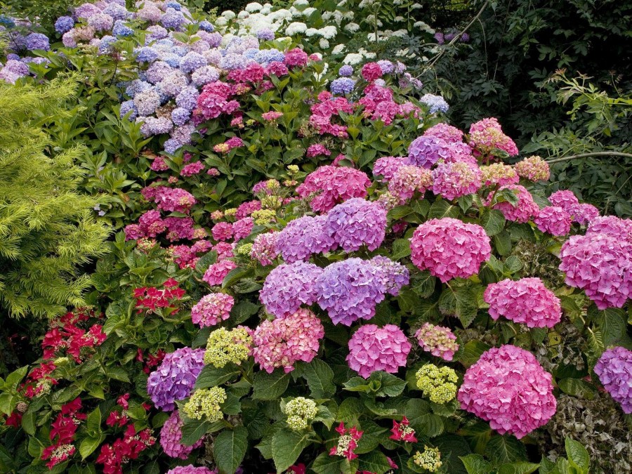 Декоративные растения — лучшие и самые популярные растения для сада (115 фото)
