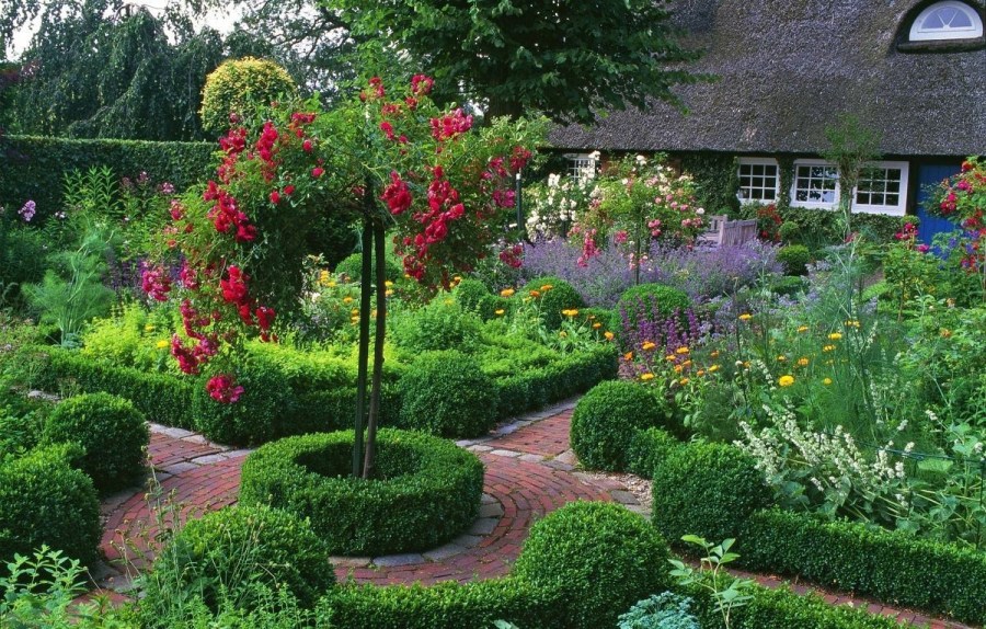 Декоративные растения — лучшие и самые популярные растения для сада (115 фото)