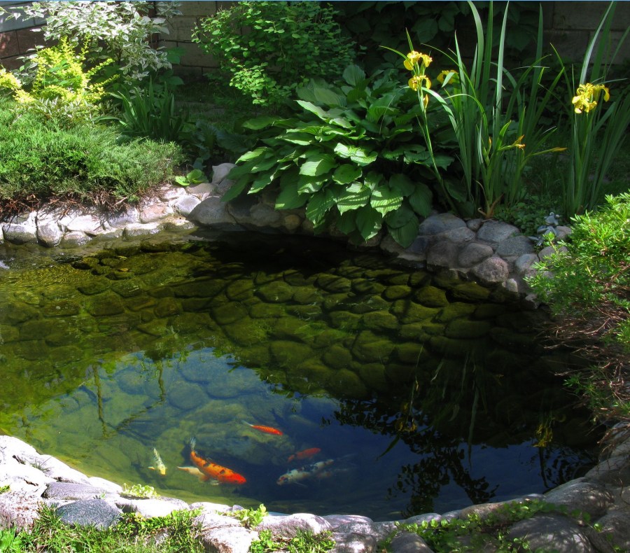 Декоративный водоем — постройка своими руками изюминки любого сада (90 фото)