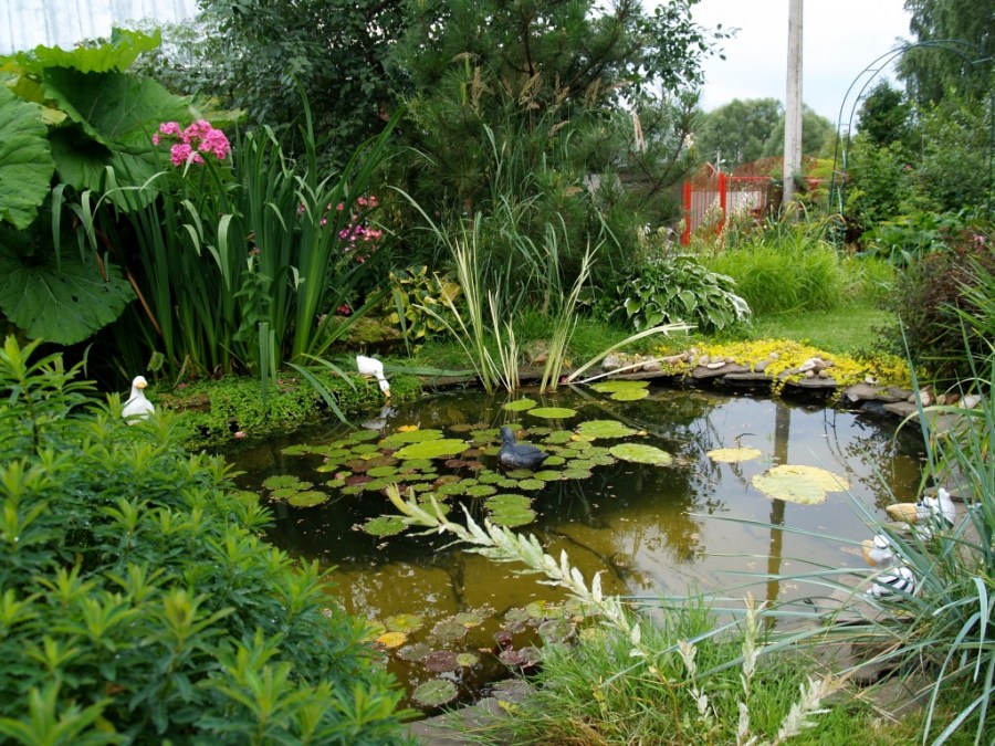 Декоративный водоем — постройка своими руками изюминки любого сада (90 фото)
