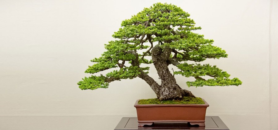 Дерево бонсай — уход, выращивание и посадка. 65 фото основных видов