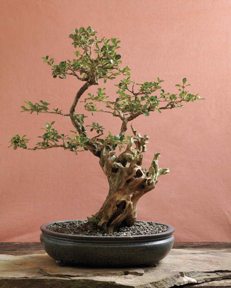 Дерево бонсай — уход, выращивание и посадка. 65 фото основных видов