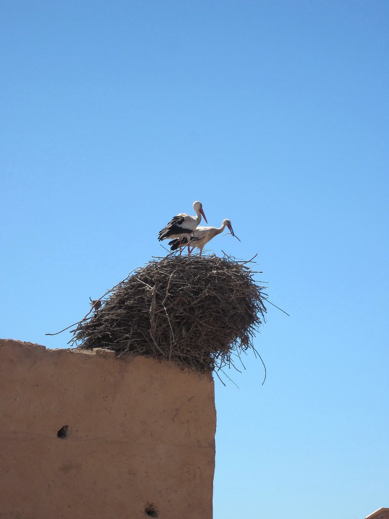 Гнездо аиста — хитрости и нюансы постройки своими руками. 55 фото свитого гнзда
