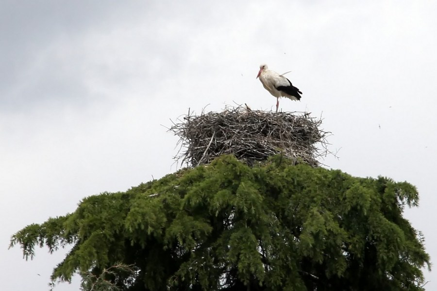 Гнездо аиста — хитрости и нюансы постройки своими руками. 55 фото свитого гнзда