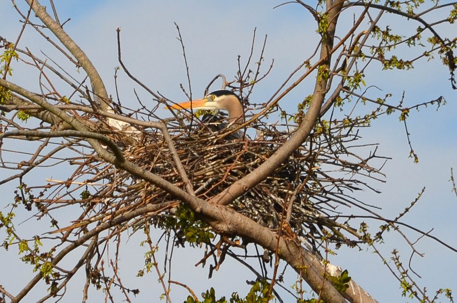Гнездо из веток — 60 фото как свить декоративное украшение своими руками