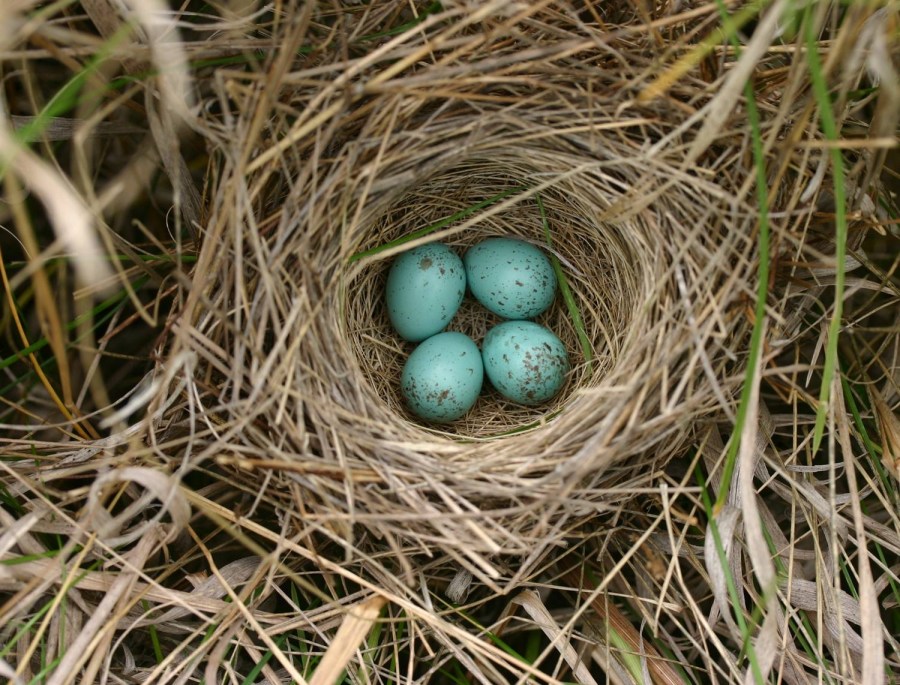 Гнездо из веток — 60 фото как свить декоративное украшение своими руками