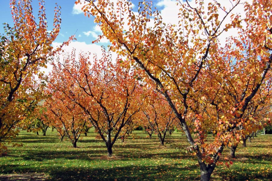 Какие работы нужно выполнить осенью, чтоб подготовить плодовые деревья к зиме