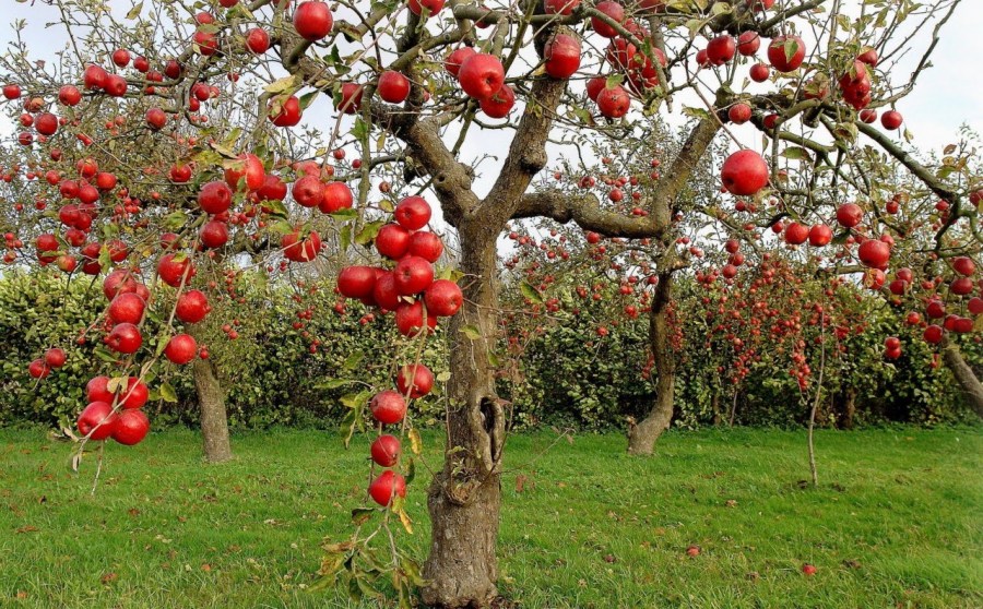 Какие работы нужно выполнить осенью, чтоб подготовить плодовые деревья к зиме