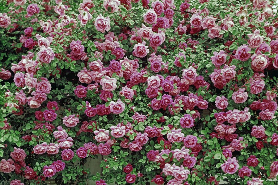 Вьющиеся растения — 70 фото применения в ландшафтном дизайне сада или участка
