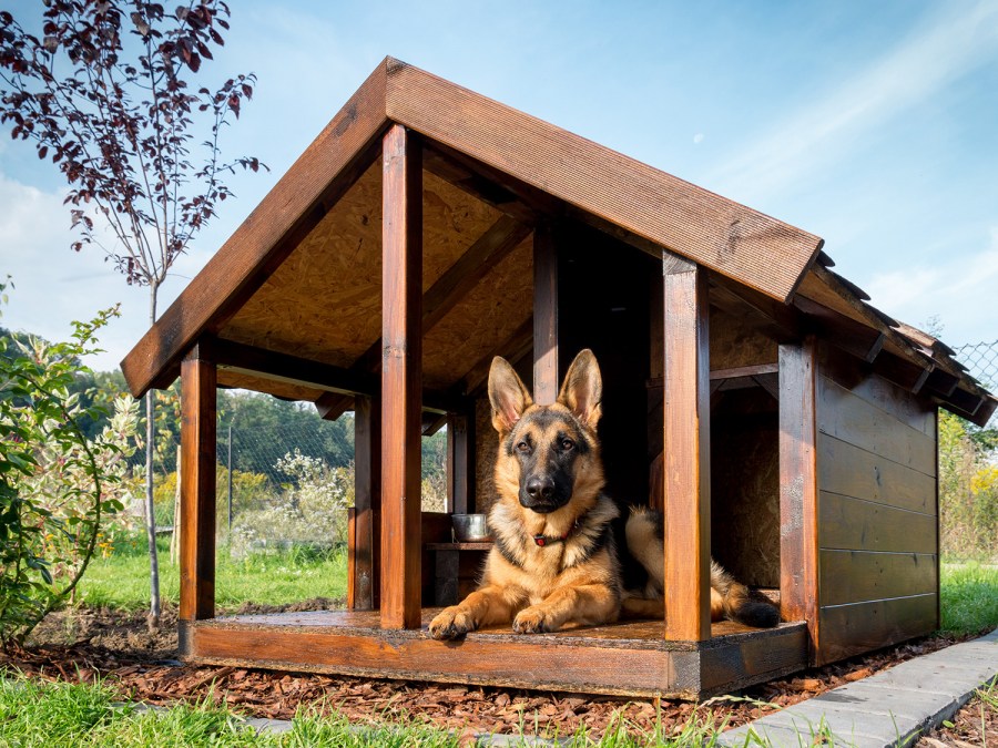 Вольер для собаки: варианты стильных и красивых загородок для собак (100 фото)
