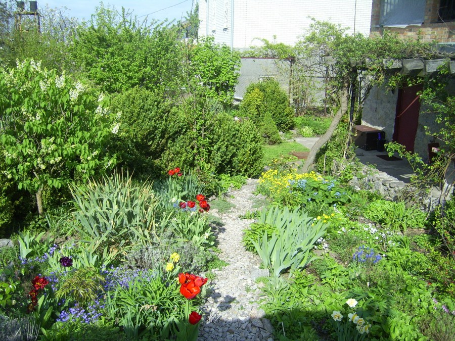 Живая изгородь — лучшие растения и образы возможные для зеленого забора (85 фото)