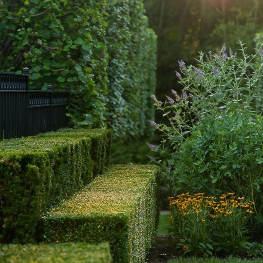 Живой забор — подходящие растения, современные варианты и дизайнерское оформление (105 фото)