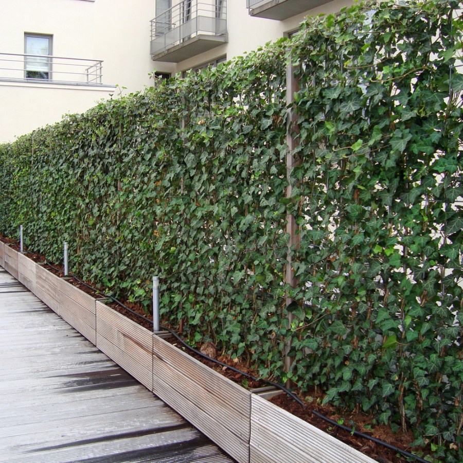 Живой забор — подходящие растения, современные варианты и дизайнерское оформление (105 фото)